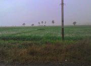 3.000 Ha Lahan Sawah di Toili Barat hanya Mengharap Air  Hujan