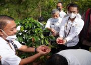Petani Kopi Kamanuru Terus Lakukan Pengembangan Lahan