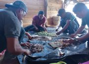 Kelompok KUPS asal Alitupu Belajar Pascapanen Kopi di Dombu