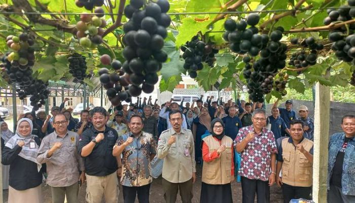 Asharini: Bimtek Petani Anggur diharap Bawa Kota Palu Jadi Pusat Hortikultuta Unggul di Indonesia