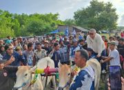 Buka Lomba Karapan Sapi di Donggala, Ahmad Ali Sebut Perlu dilestarikan