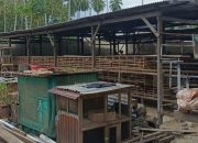 Skandal Bantuan Ayam Petelur, Bantuan Mengalir ke Anak Oknum DPRD