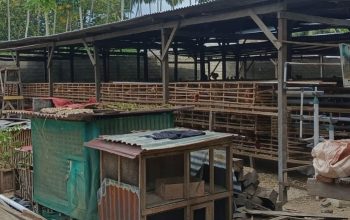 Skandal Bantuan Ayam Petelur, Bantuan Mengalir ke Anak Oknum DPRD