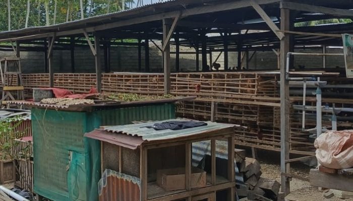 Skandal Bantuan Ayam Petelur, Bantuan Mengalir ke Anak Oknum DPRD