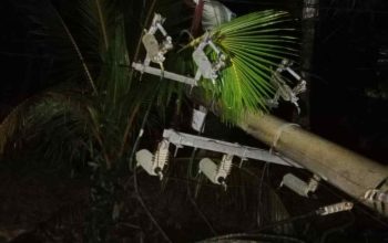 Pohon Tumbang Putuskan Jaringan Listrik di Bambalaga, PLN Tolitoli Berjibaku Pulihkan Pasokan di Tengah Hujan