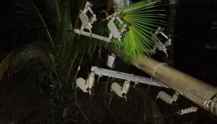 Pohon Tumbang Putuskan Jaringan Listrik di Bambalaga, PLN Tolitoli Berjibaku Pulihkan Pasokan di Tengah Hujan