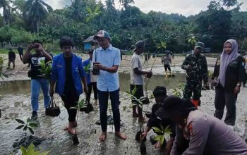 Wakil Ketua II DPRD Tolitoli Pimpin Penanaman Mangrove, Sebagai Wujud Nyata Jaga Kelestarian Laut