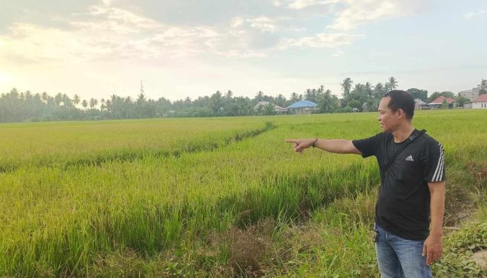 Petani Sawah Salumpaga Terancam Gagal Panen.
