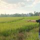 Petani Sawah Salumpaga Terancam Gagal Panen.